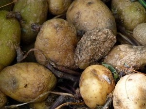 rotting-potatoes-185928_640-300x225